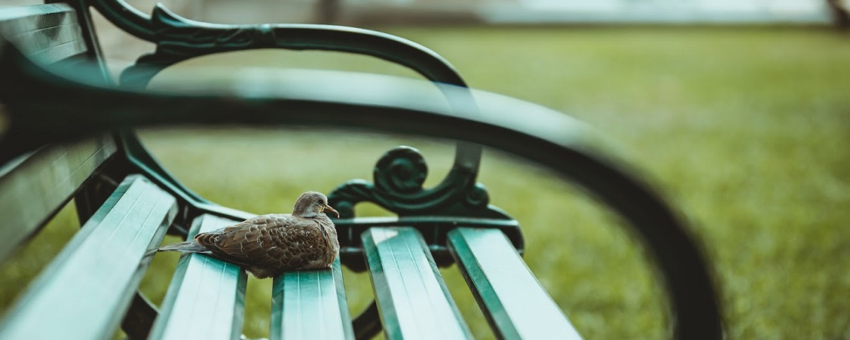 在校園椅子上休憩的斑鳩